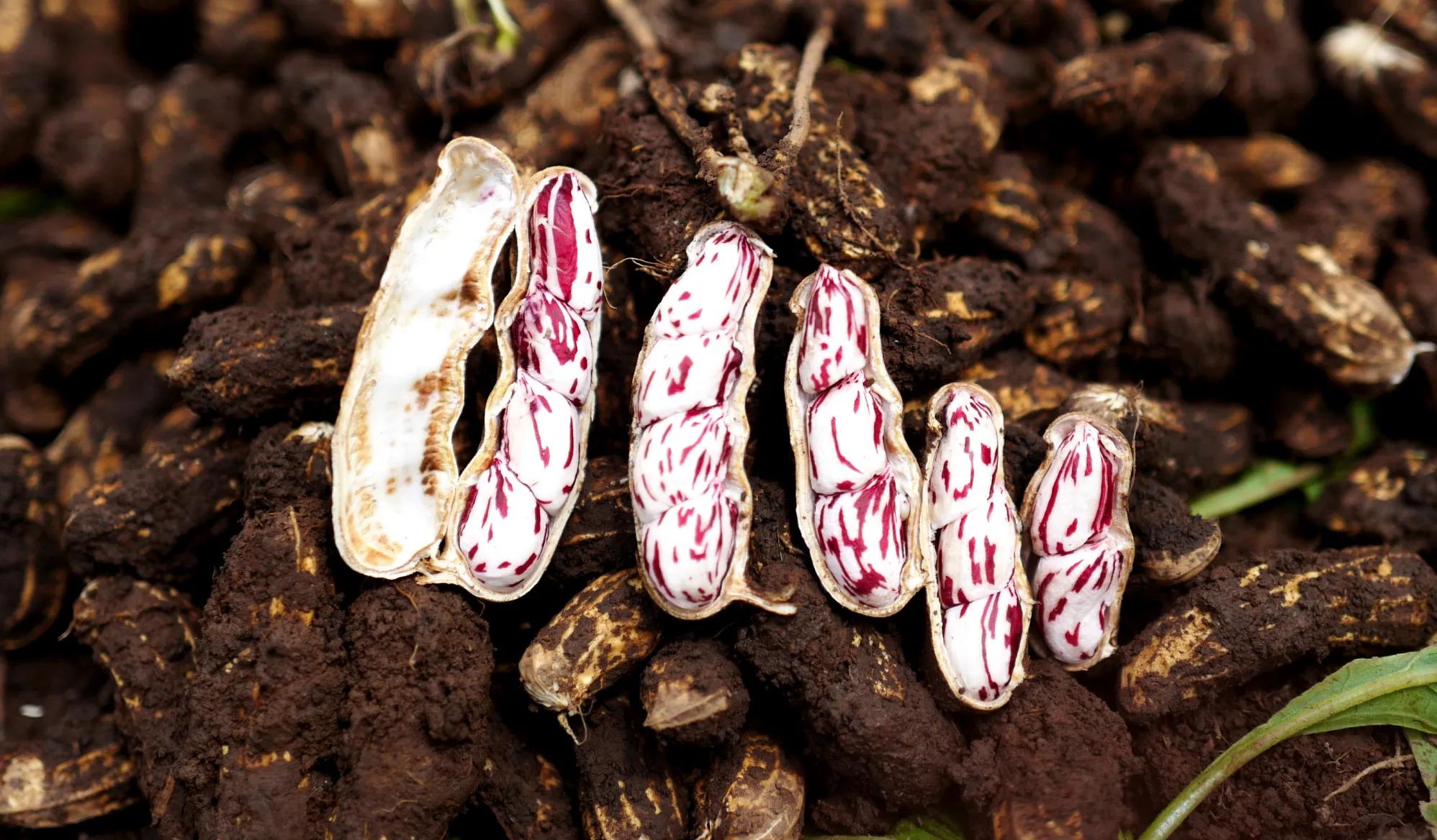 云南昭通土特产纯豌豆粉,云南的土特产有菌子吗