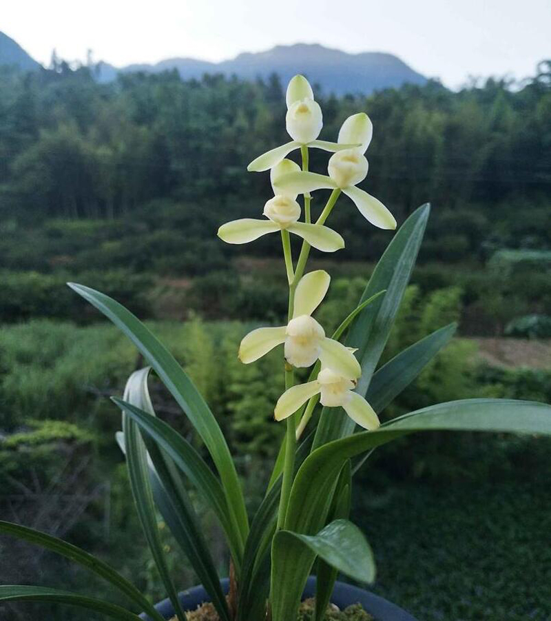 兰花的欣赏方法与标准,兰花是雍容富贵还是清雅脱俗