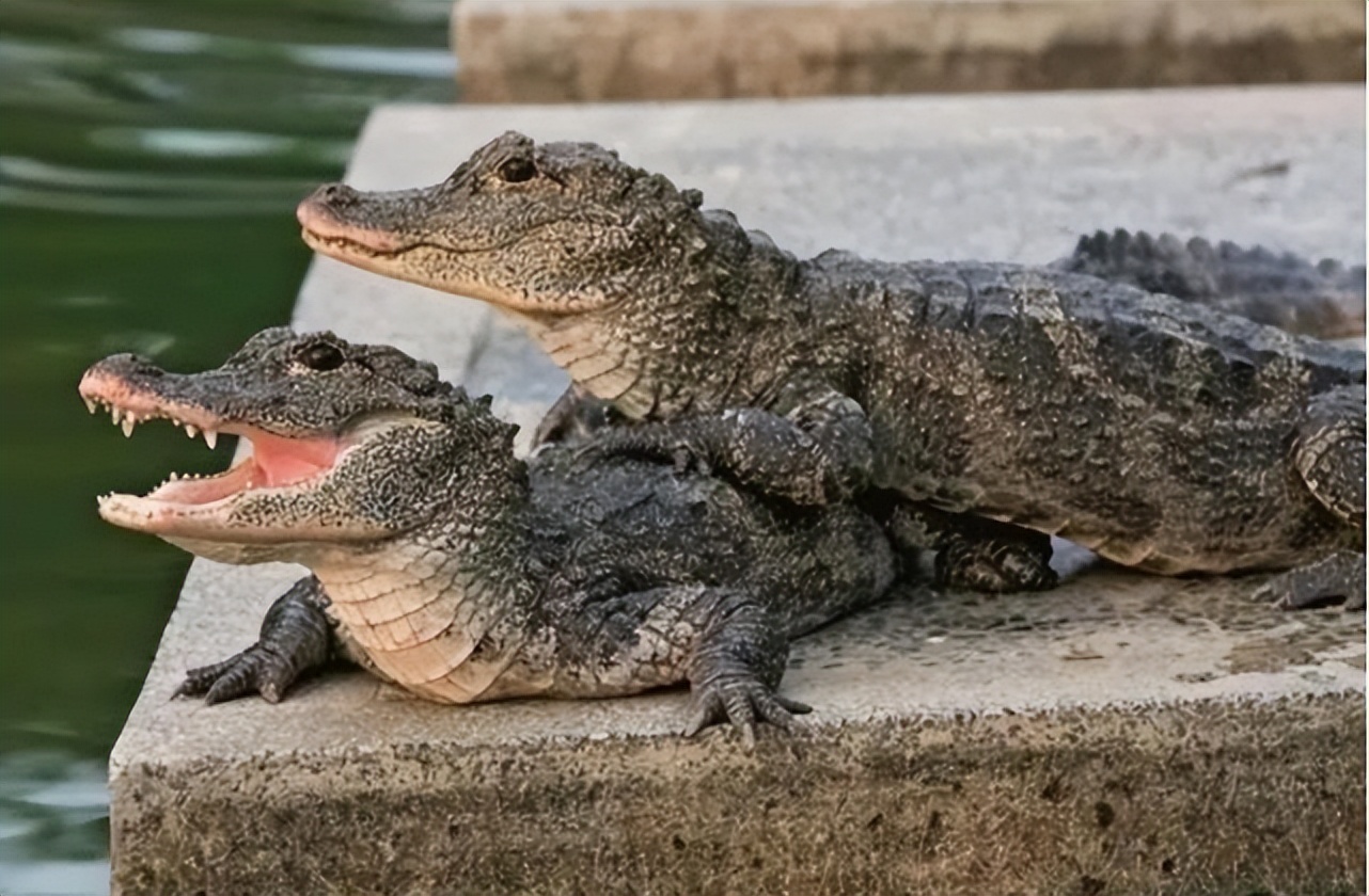安徽池塘里的扬子鳄,安徽扬子鳄居民每天饮水