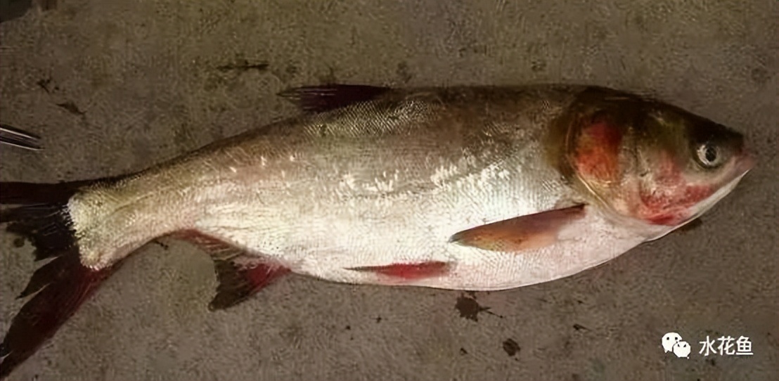 细菌性败血症鱼怎么治,淡水鱼败血症治疗