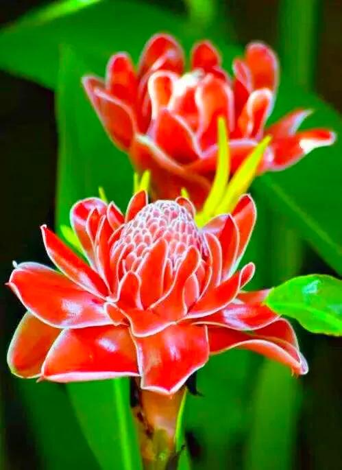 似火炬般的花朵，名字叫做火炬姜