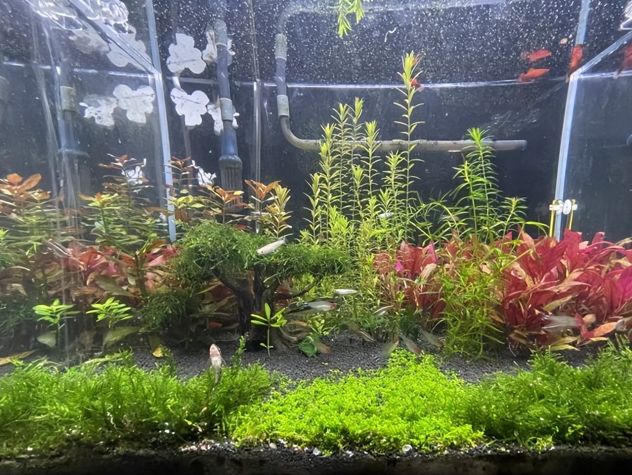 30缸天空之城鱼缸造景,20厘米鱼缸原生缸造景