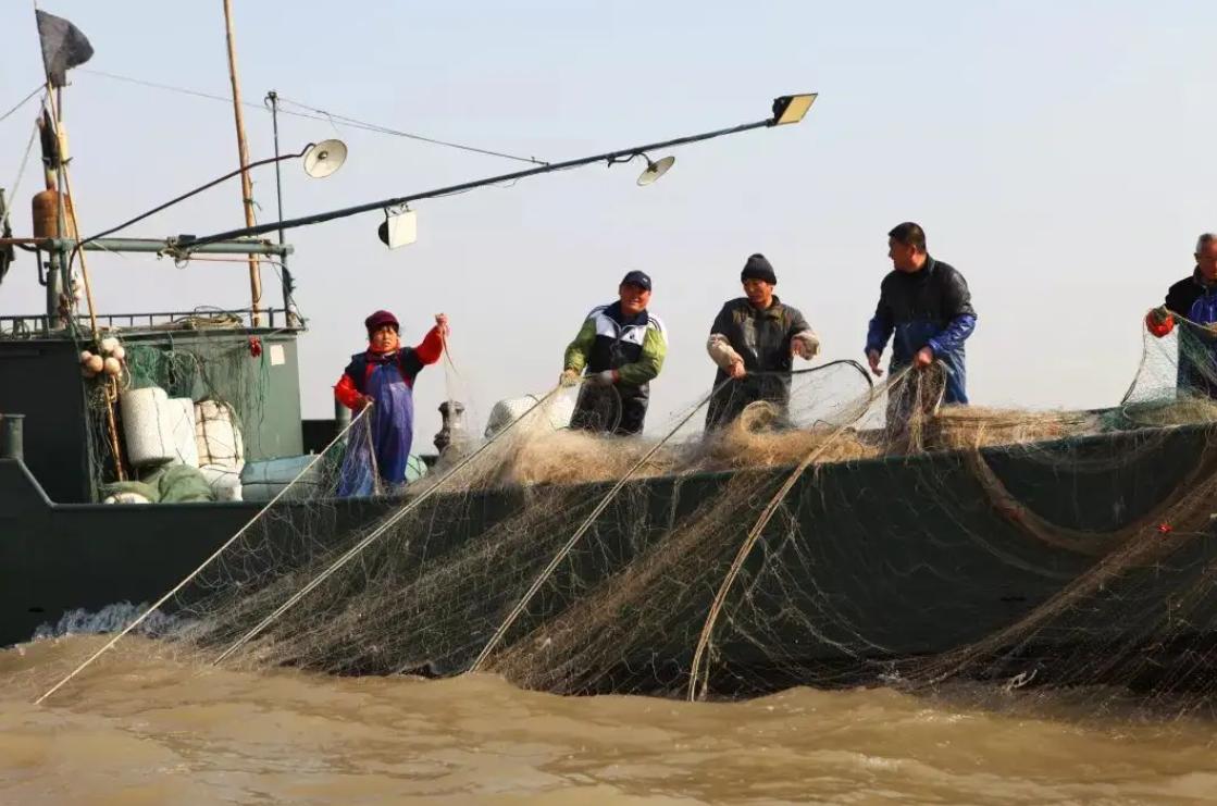 长江禁捕了哪里的刀鱼可以吃,长江禁捕哪来的刀鱼