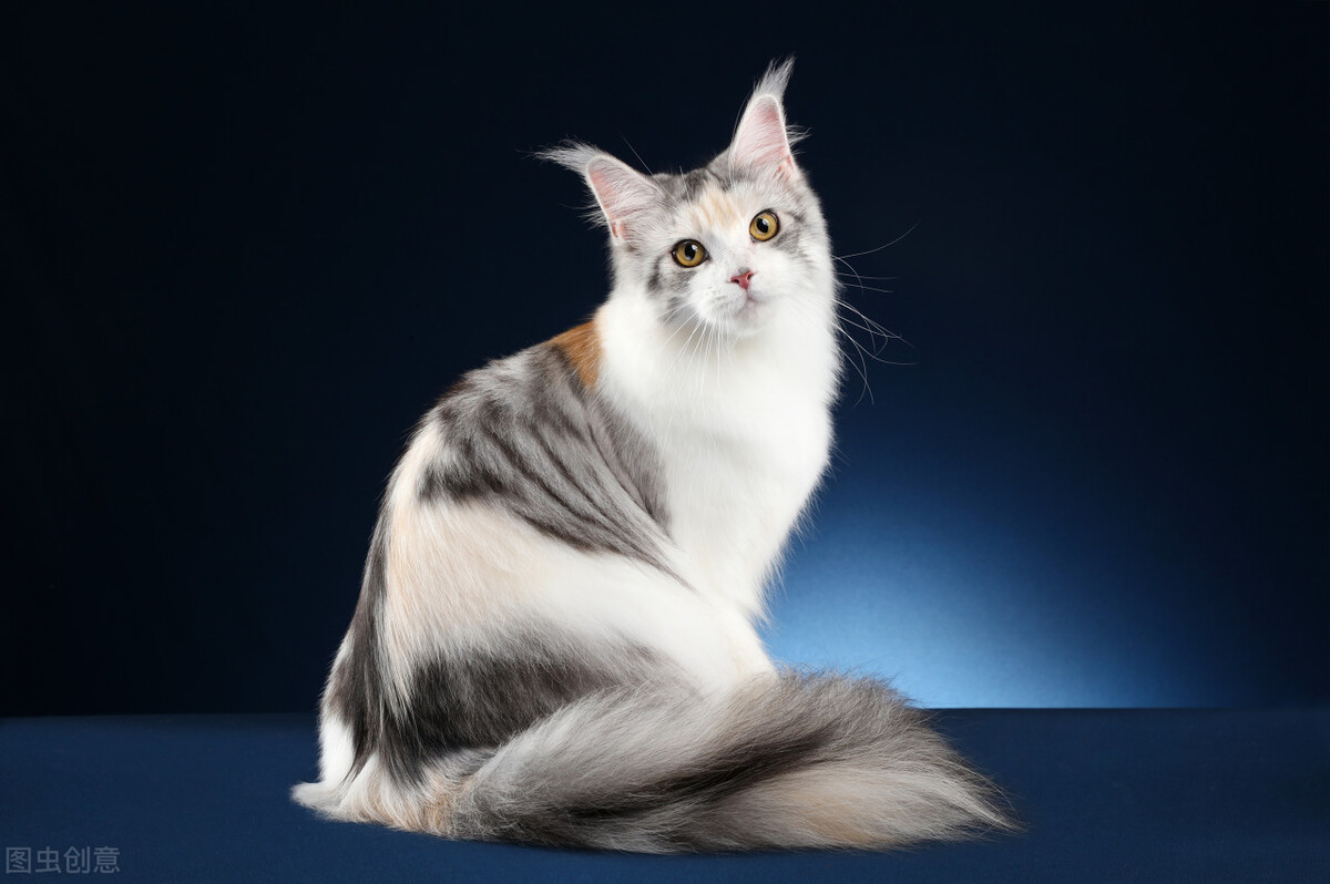 长寿猫咪,猫咪长寿