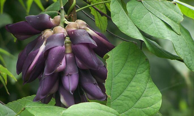 和狗爪豆长得像的有什么,很像狗爪豆的野生植物