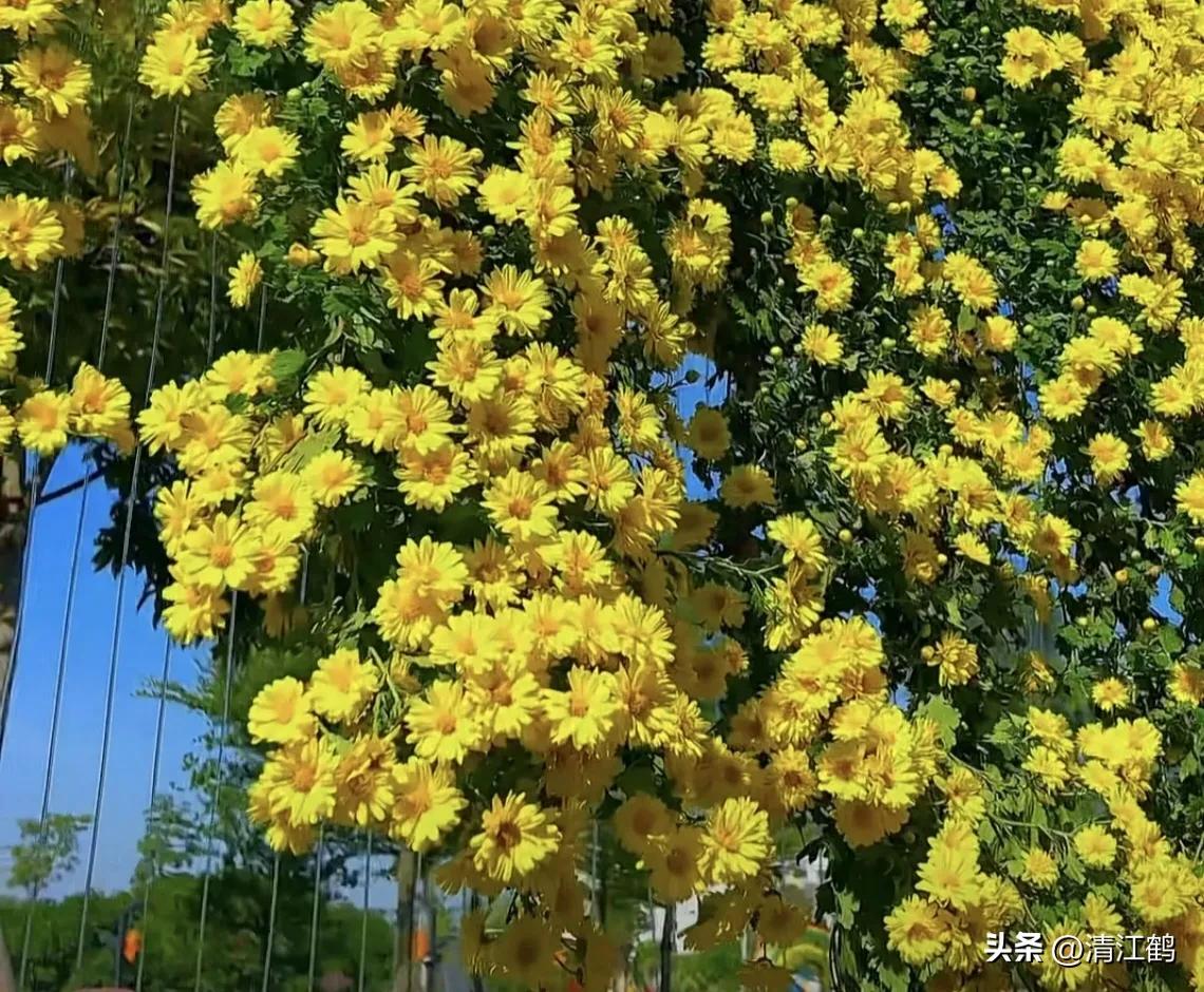 液体叶面肥使用方法,怎么辨别叶面肥好坏