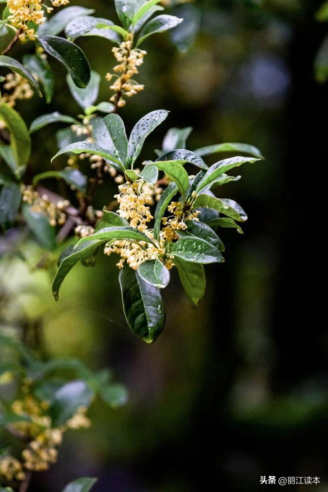 满城桂花香桂林,满城桂花香味