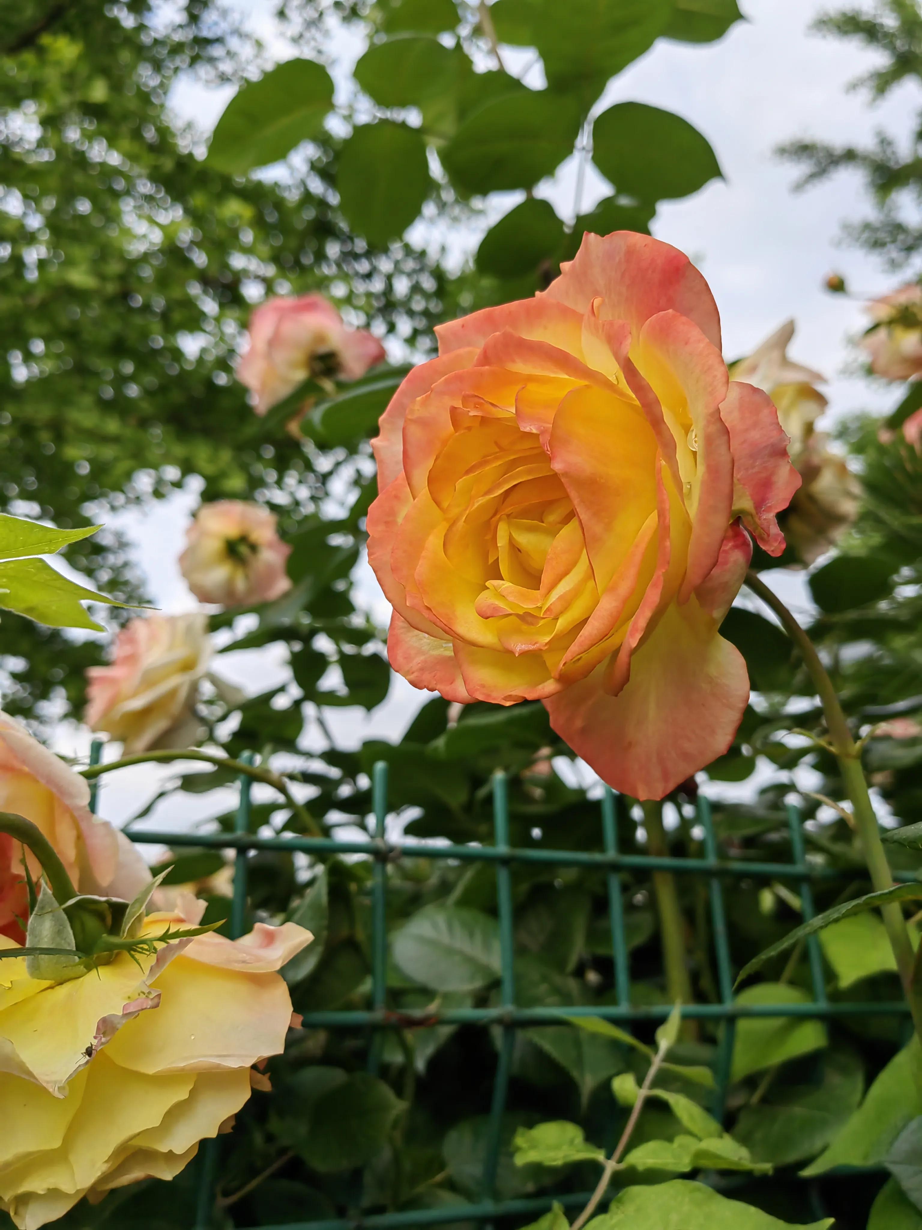 美丽的乐园歌曲,美丽的乐园完整视频