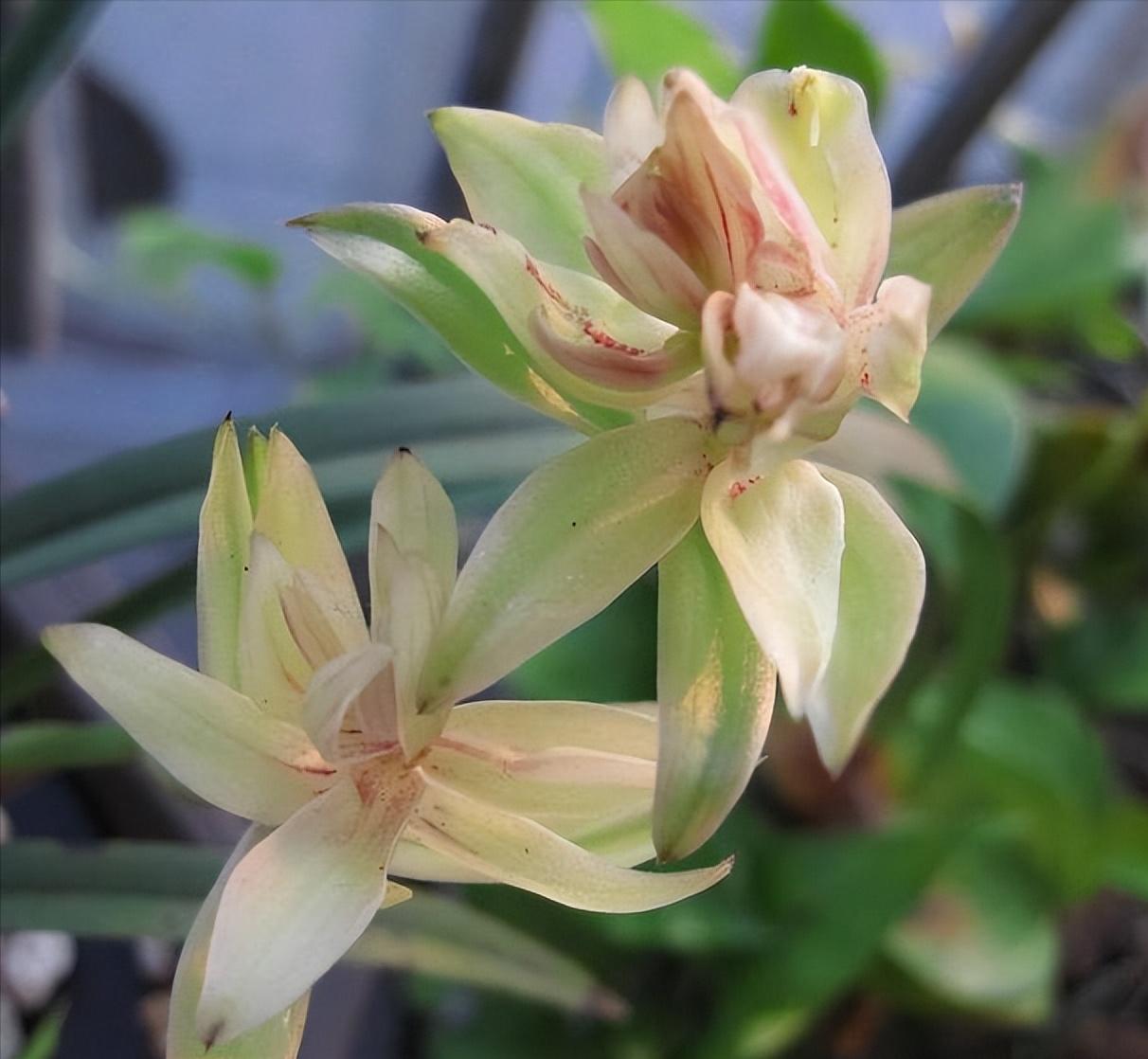 建兰富山奇蝶花苞多久能长大,建兰富山奇蝶兰花花期