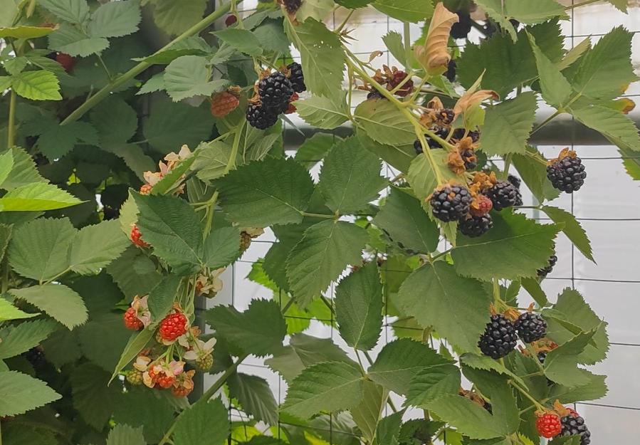 黑树莓果营养价值,野生黑树莓的栽培技术