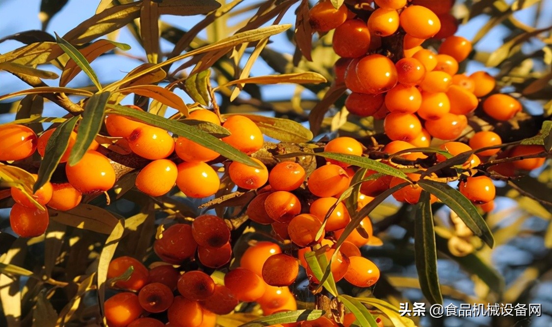 鍐滀骇鍝佹按鏋滄繁鍔犲伐,鐗硅壊姘存灉鎻愯川澧炴晥