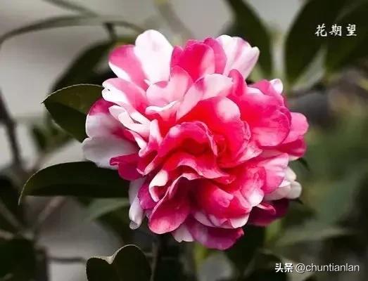 山茶花纯音乐,山茶花