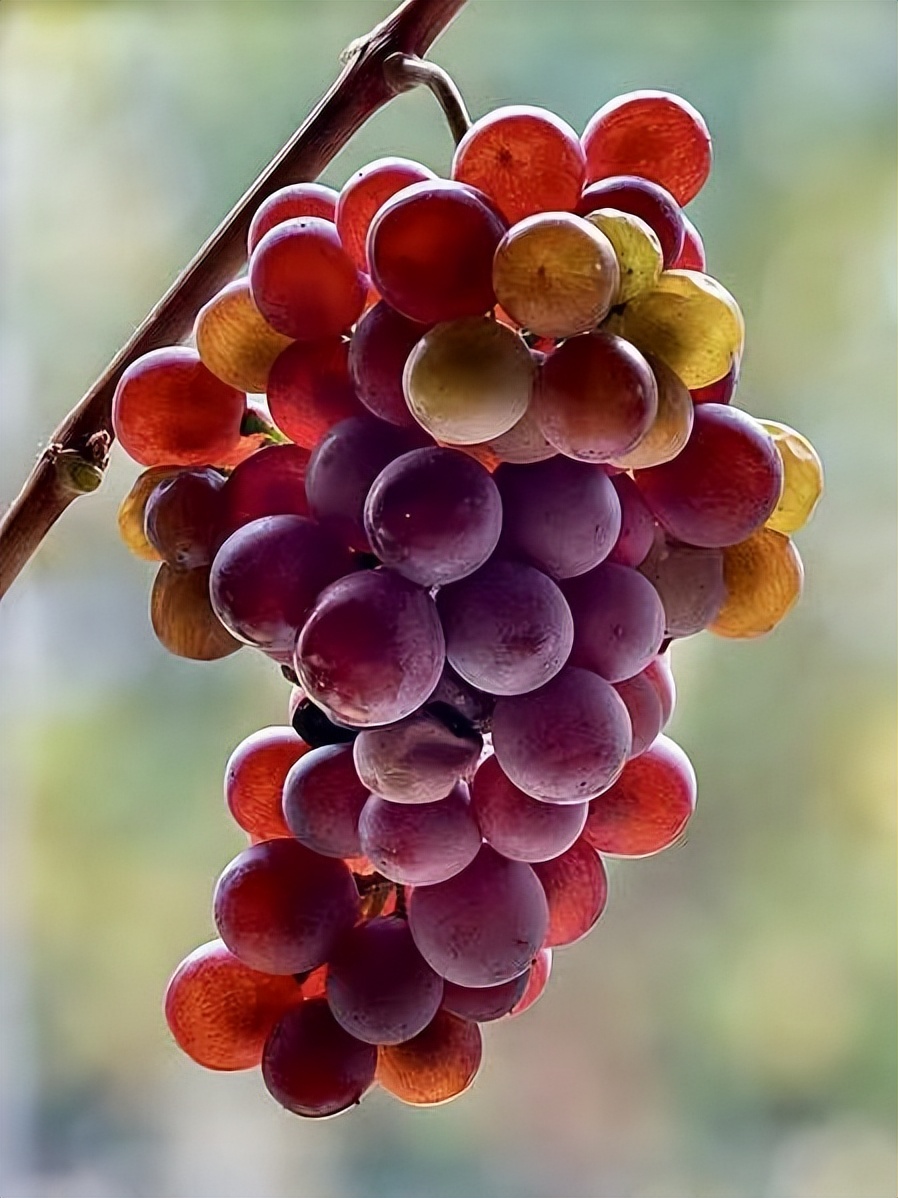 听音乐的葡萄,播放葡萄爱听的音乐