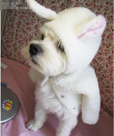 狗狗乱跑乱叫跟疯了一样是怎么了,狗狗出门老是吠怎么办