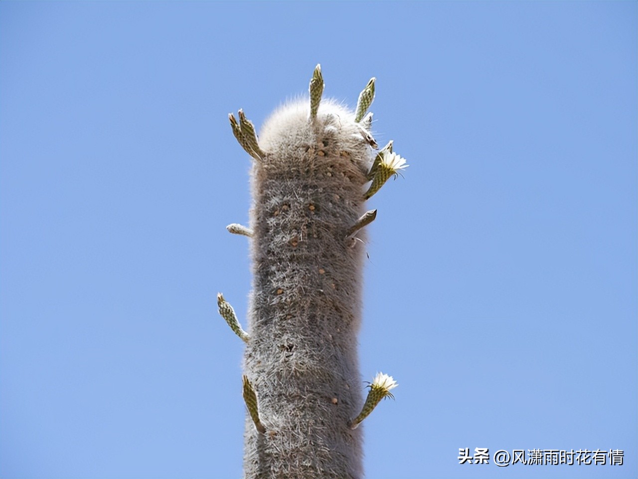 仙人掌种类及药用价值,福建有哪些仙人掌种类