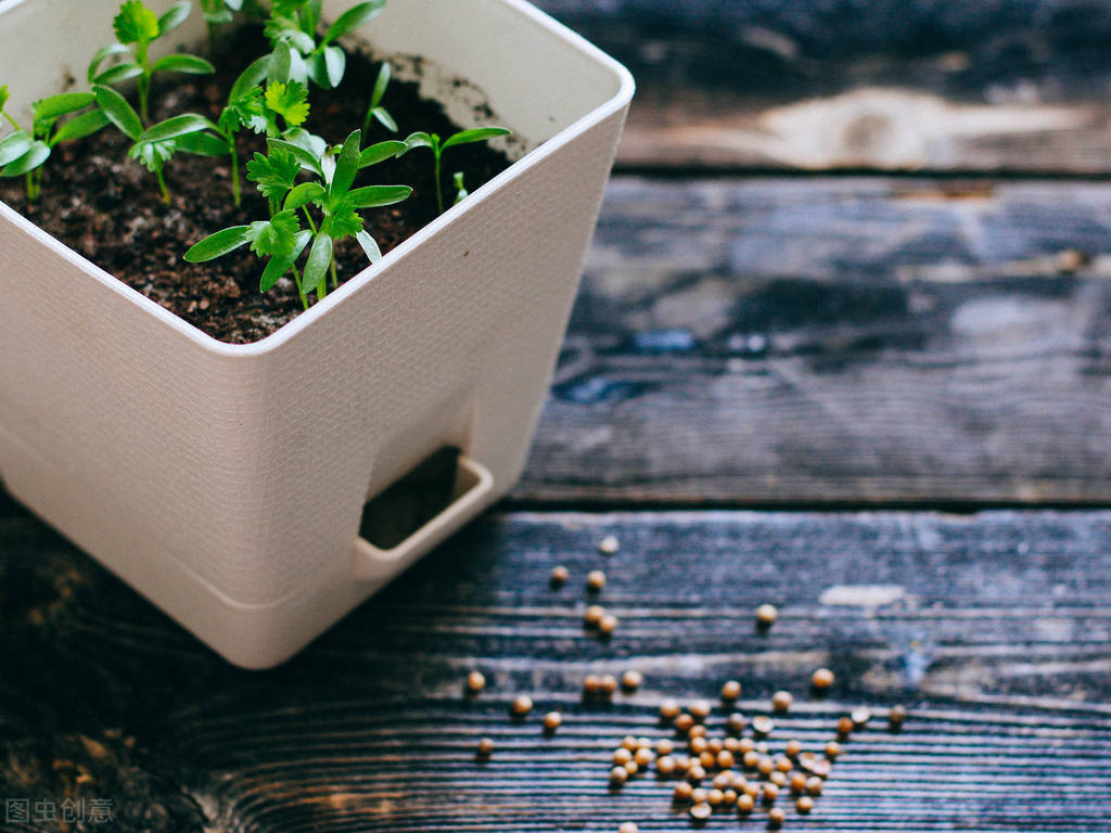 老祖宗种菜谚语,老祖宗留下的种菜口诀