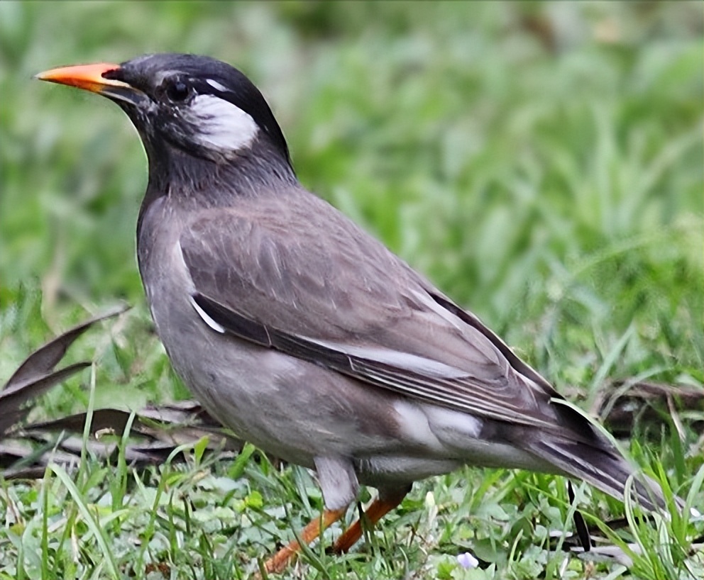 鸟儿大全高清图,高清珍稀鸟动态图片大全