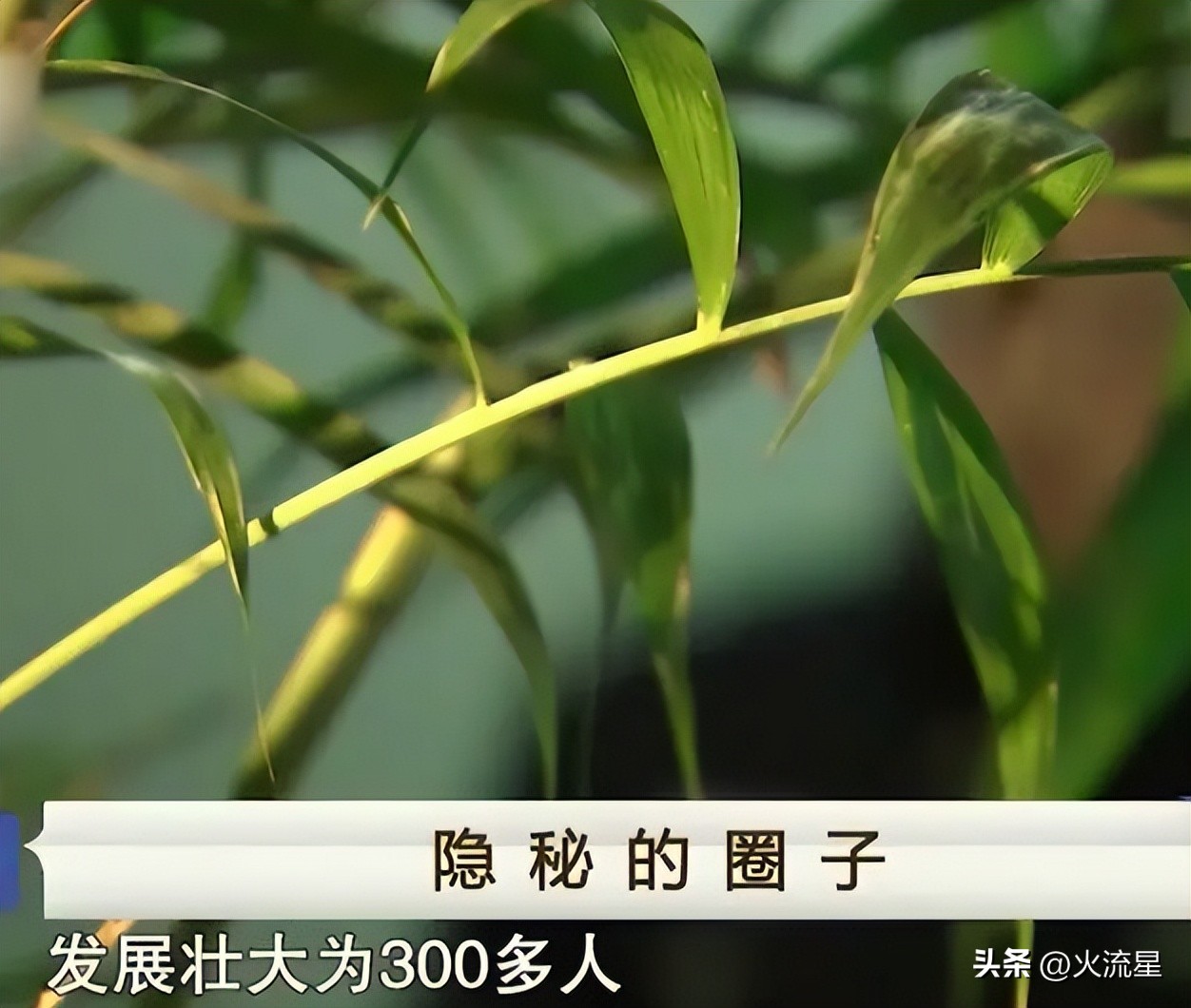 女大学生拉皮条，美女大学生模特背后的金钱魔力