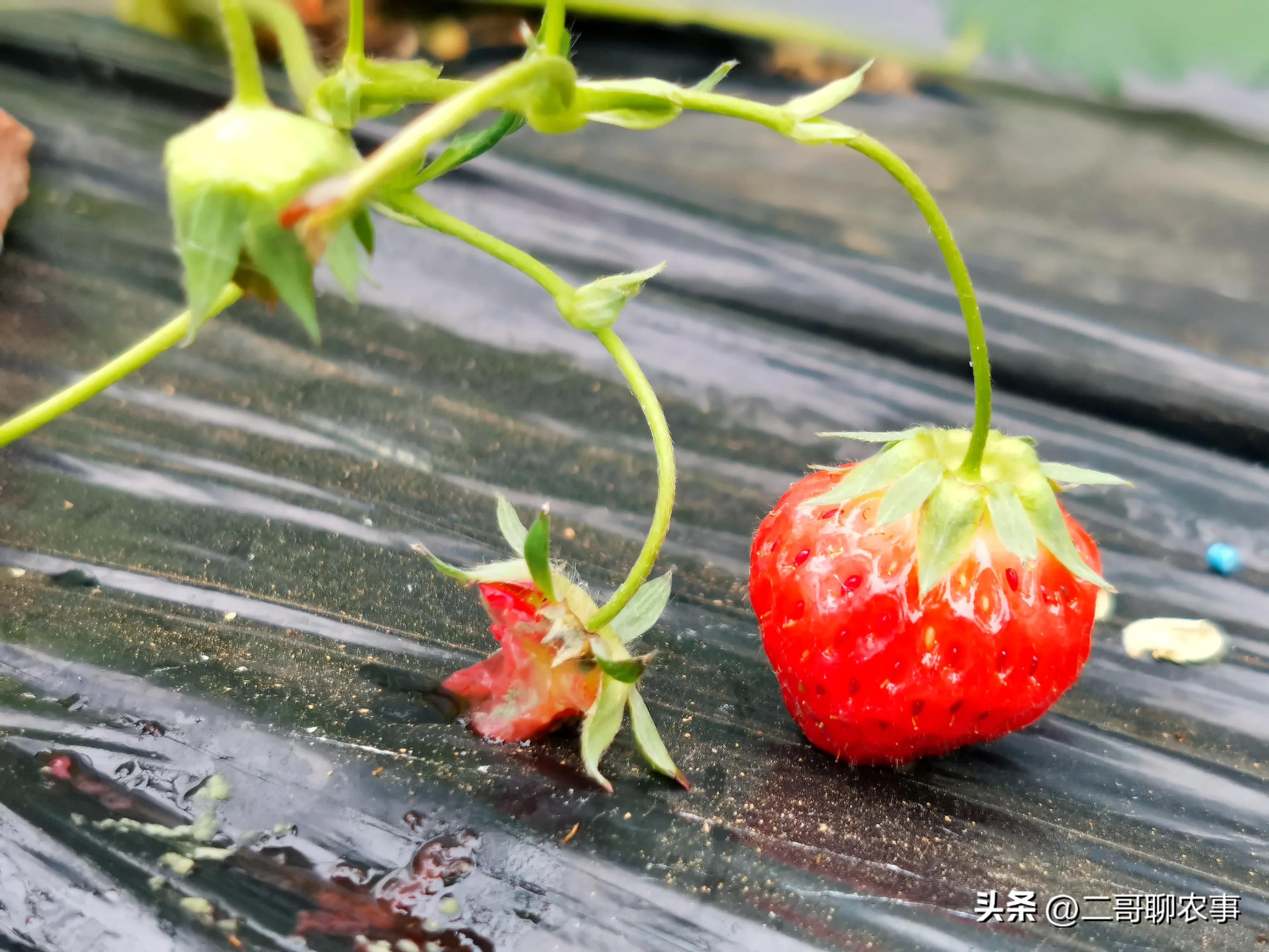 大棚草莓被偷吃视频,大棚草莓果子小怎么办