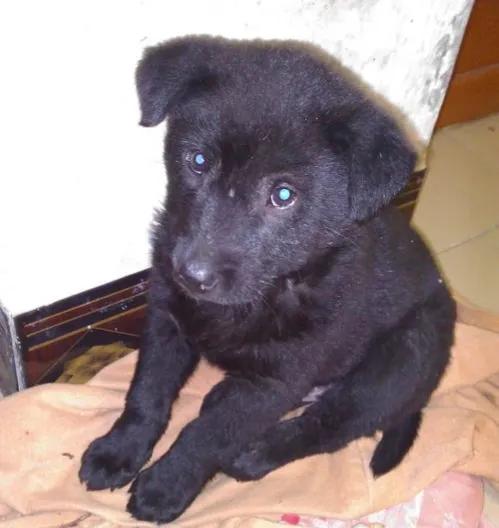 《狗王老笨的英雄路》2：七星犬自有天助，单耳立狗王大战群雄