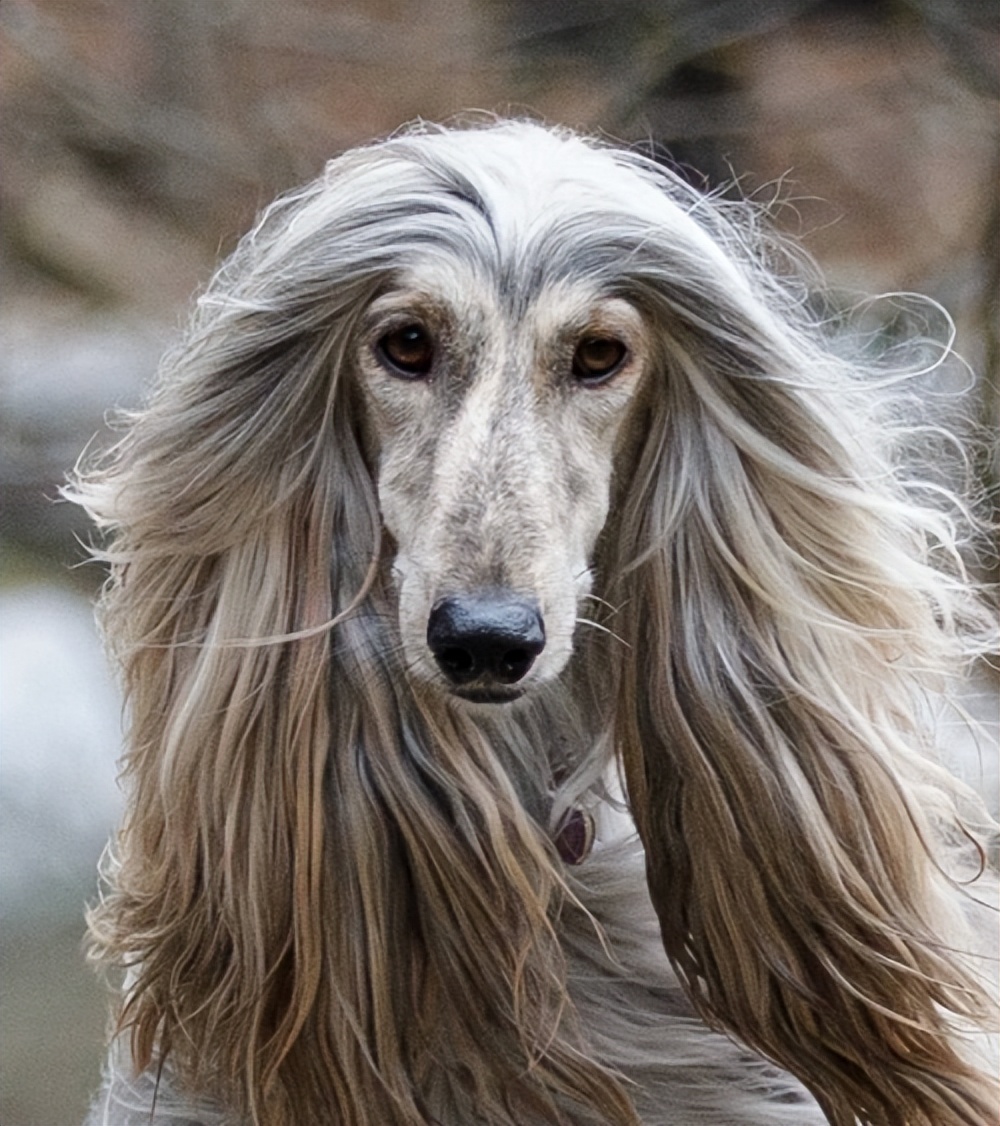 养狗新手最适合养的是什么狗呢,养狗千万别养这几种狗