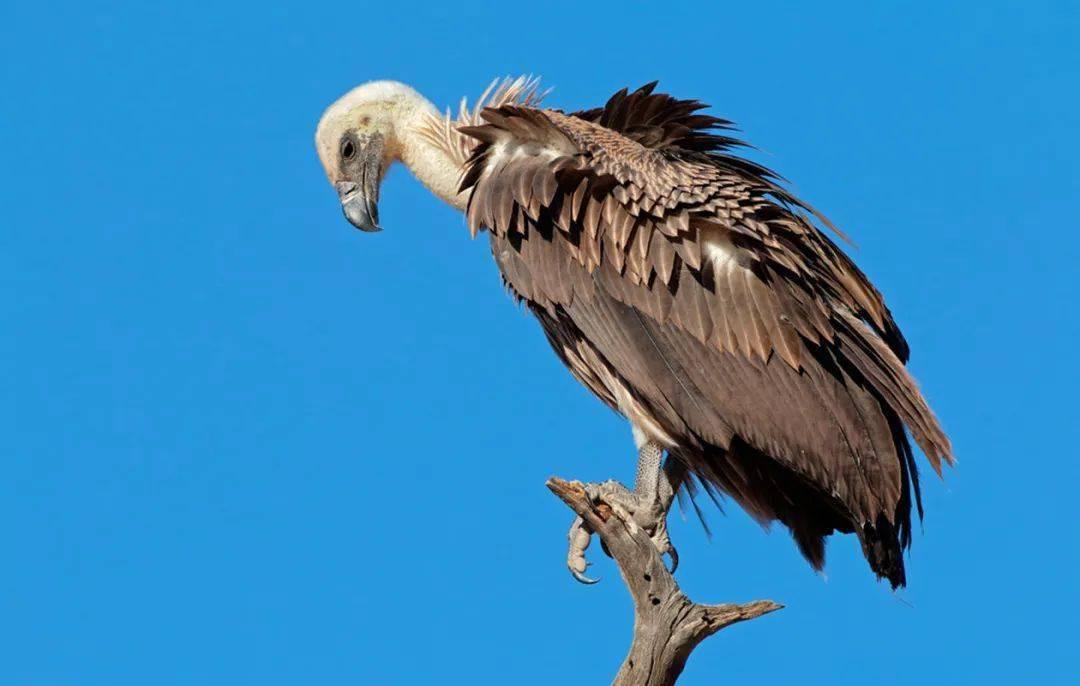 秃鹫吃那么多腐肉体内没有病毒吗,秃鹫以腐肉为食却不会生病为什么