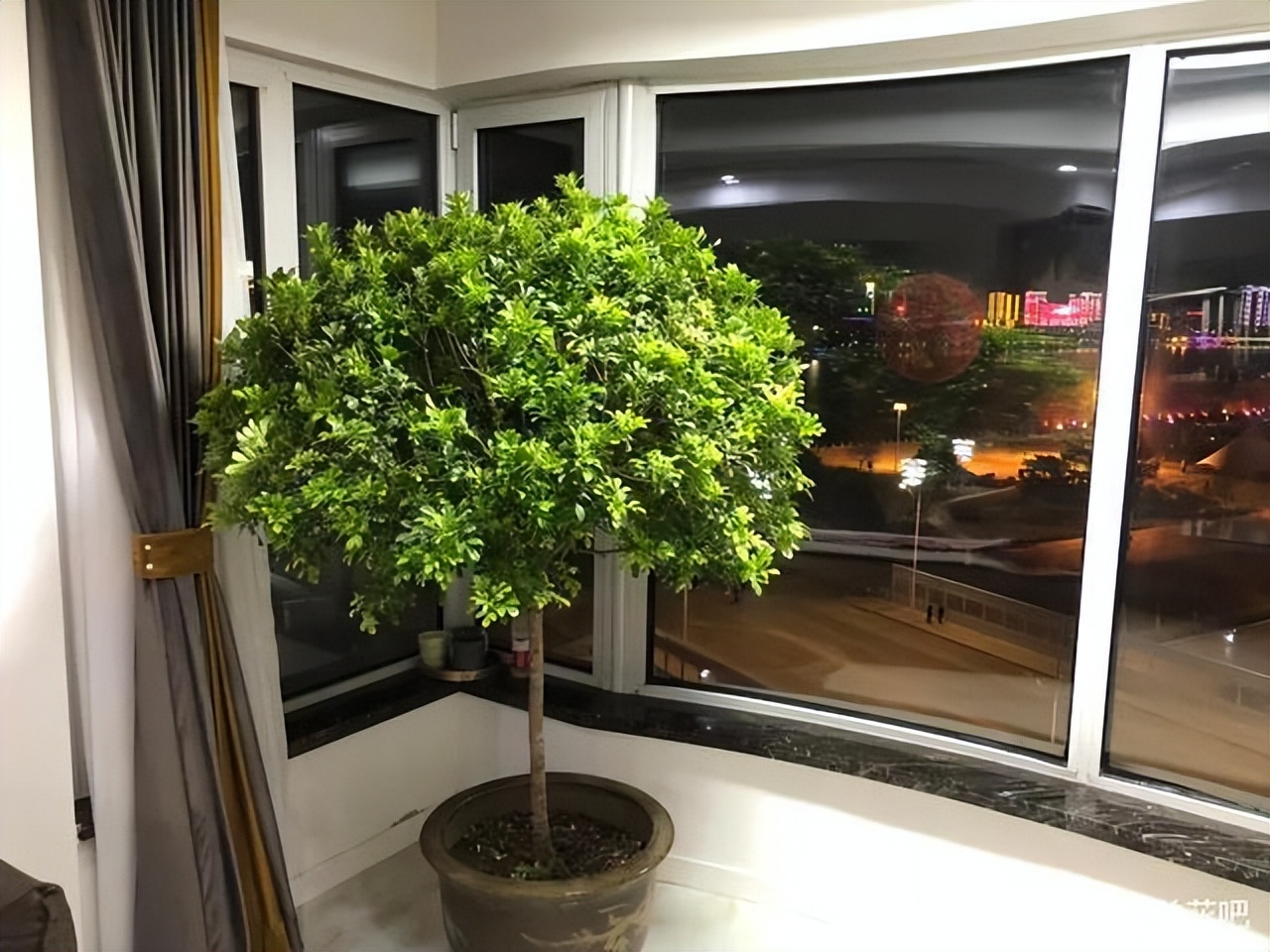 封闭阳台不怕夏天暴晒的植物,适合阳台高温暴晒的植物