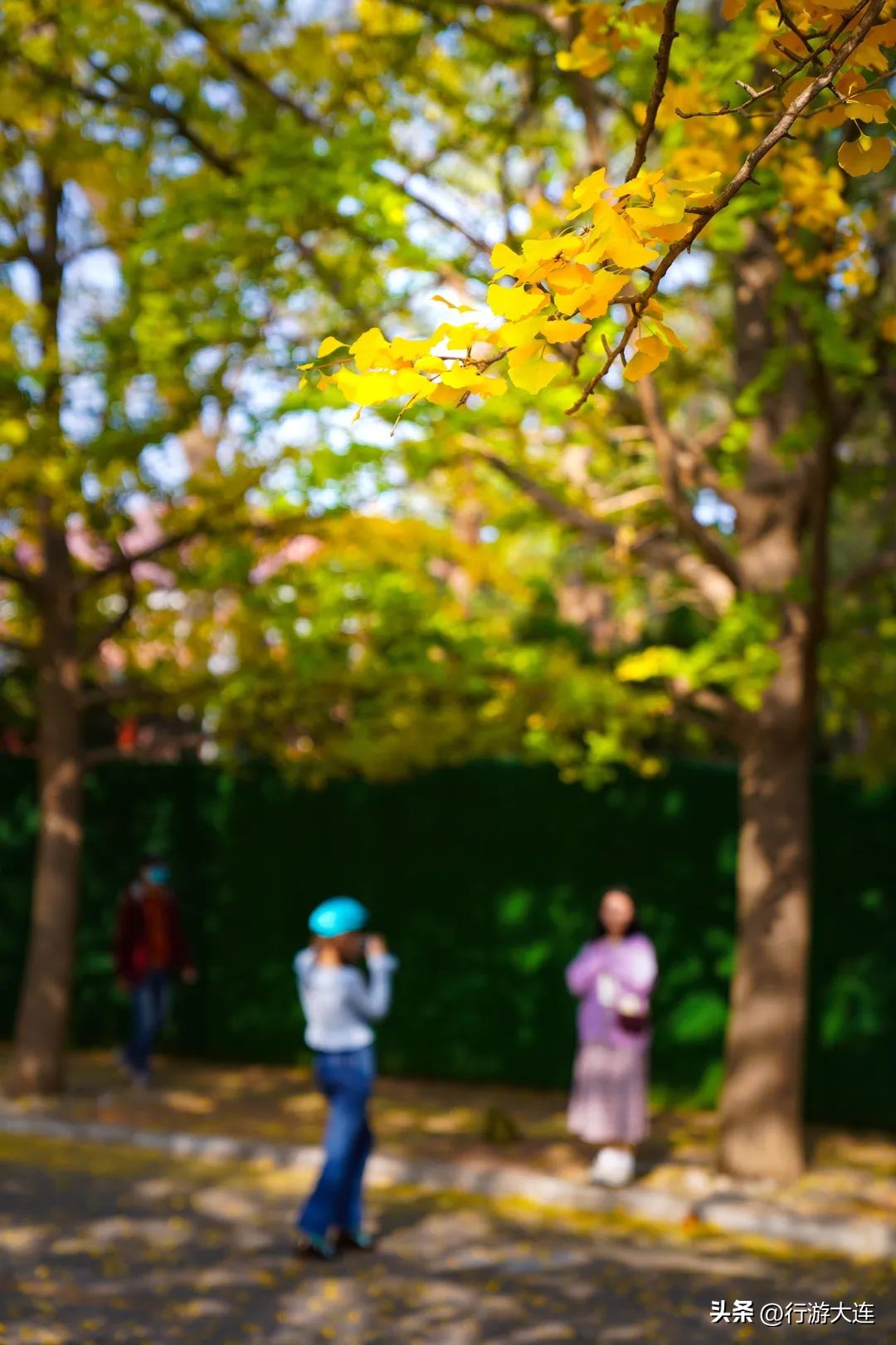 漫步银杏海~大连最美秋日在这里