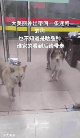 土狗月薪3000,小土狗打工