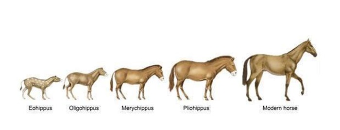 114万年前发生了啥？人类只剩头发、腋毛、阴部等处毛发有啥用？