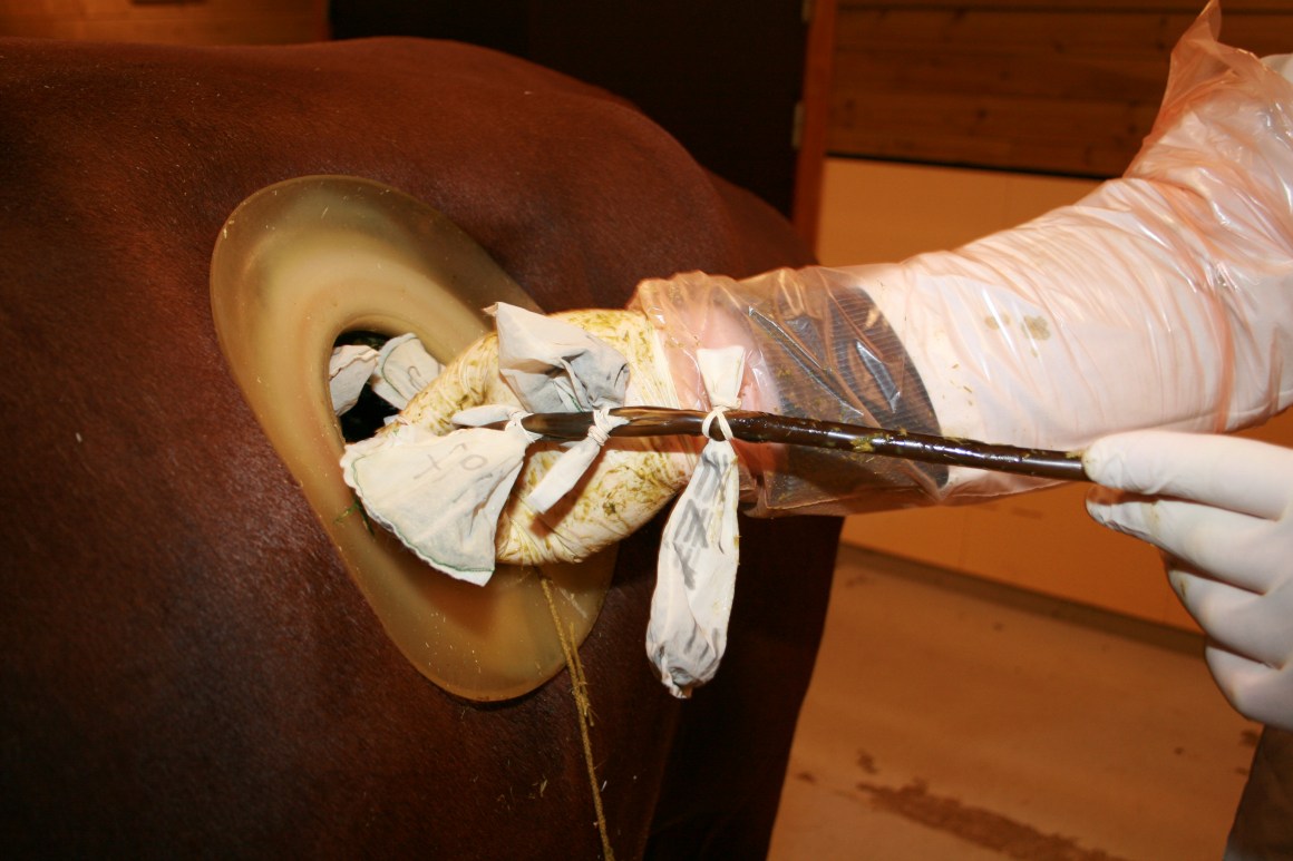 牛身上挖个洞它不会痛吗,为什么在牛身上开洞还要伸手去掏