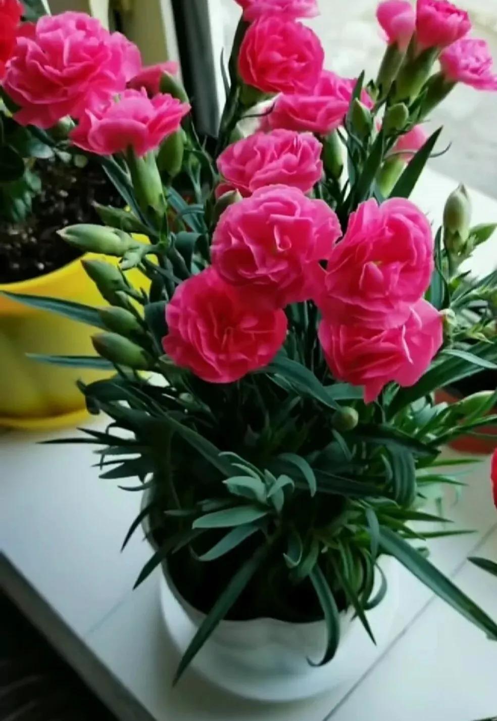 康乃馨四季开花吗,康乃馨每4天浇一次水