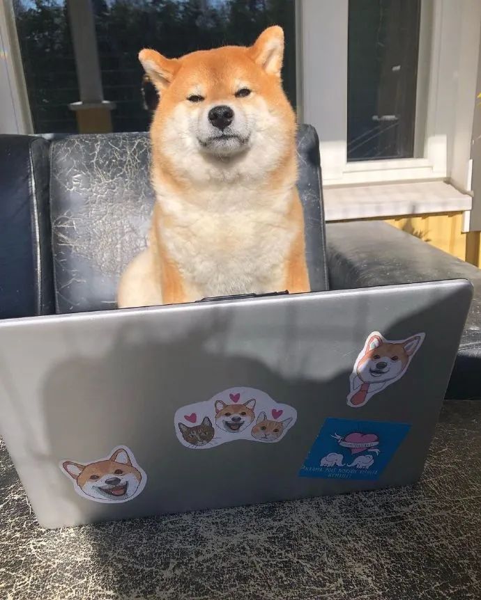 金毛误入地铁站后续,金毛闯地铁