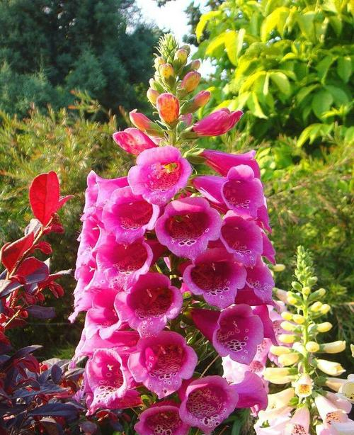 20种大毒花你家里养了吗,4种大毒花家里经常养