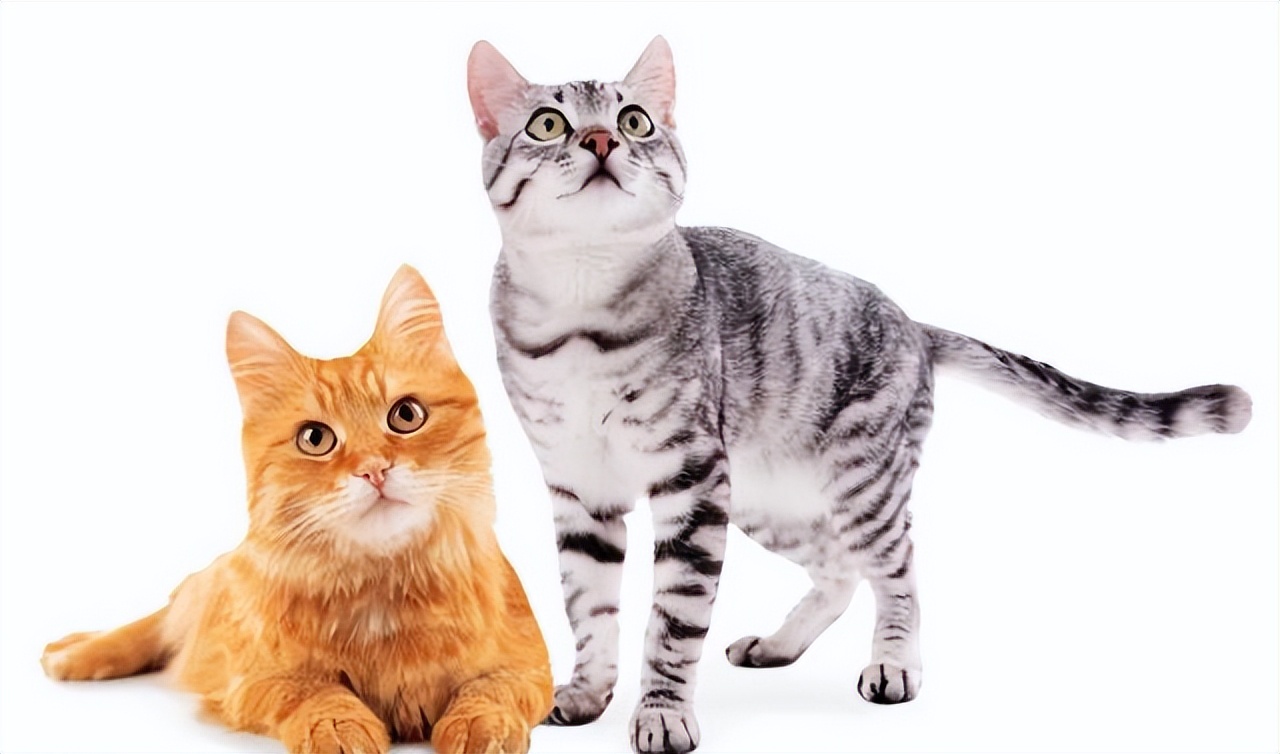 10个月猫骨折用什么药,猫咪骨折怎么帮助自愈