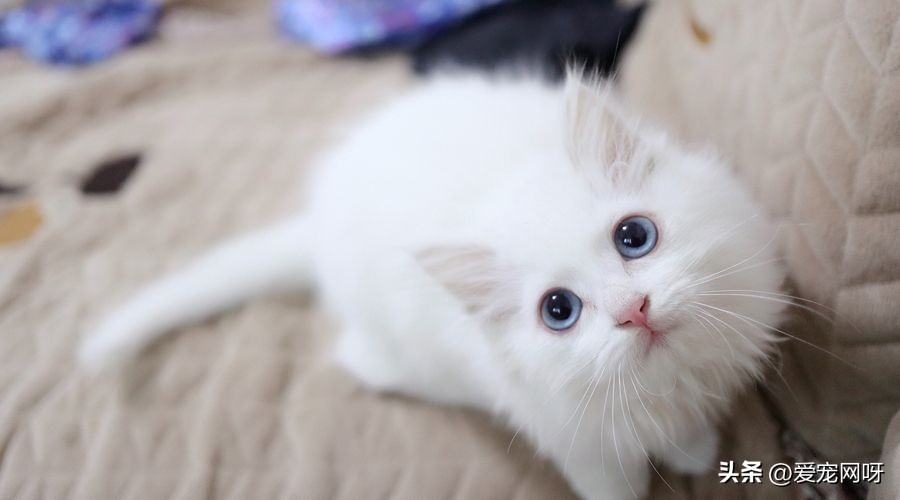 适合家养的猫咪排行价格便宜,新手适合养什么猫咪还便宜