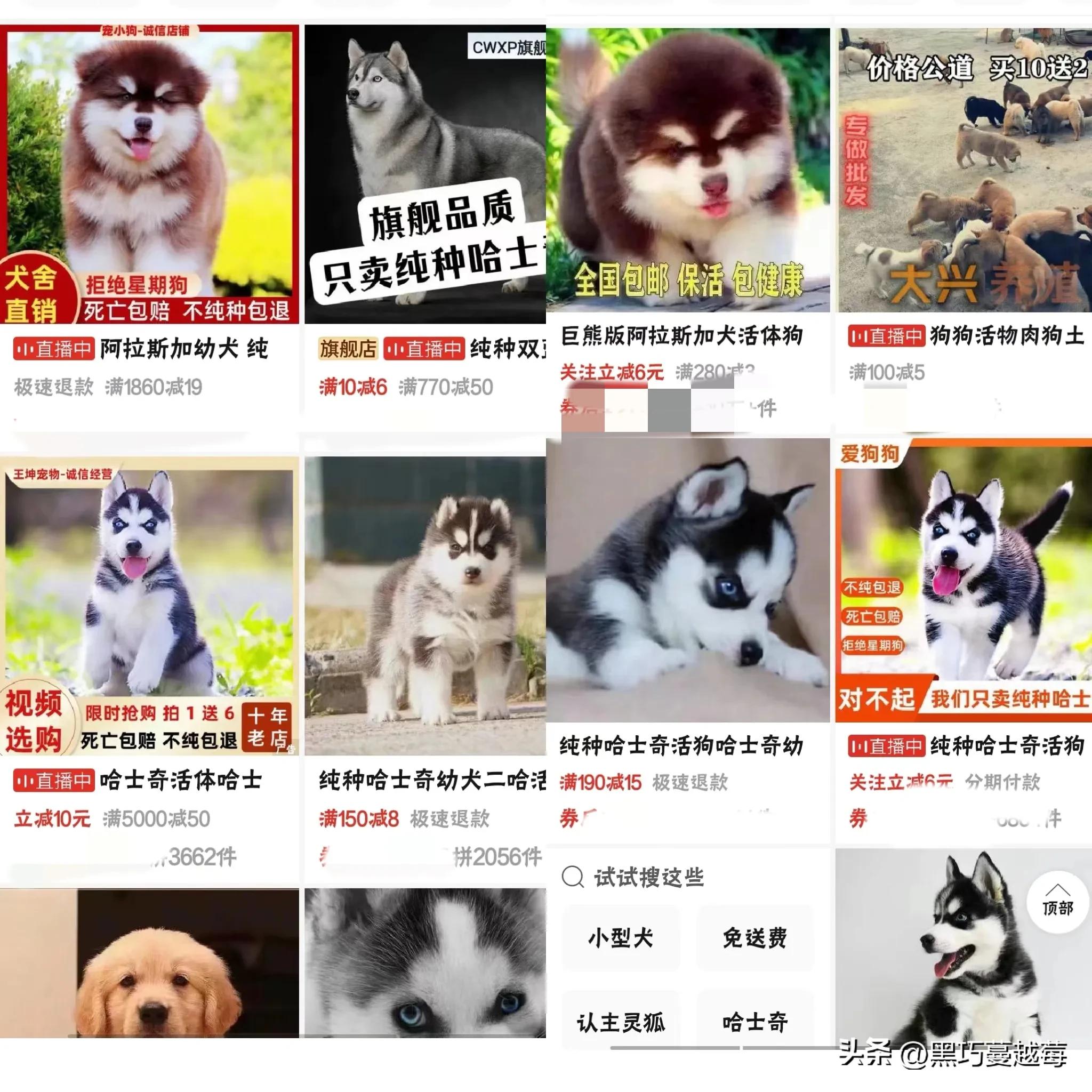 披星戴月来见你——网购宠物的千层套路