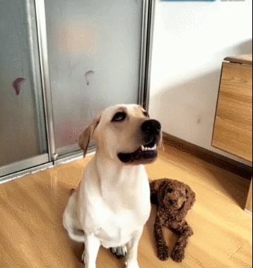 养狗过来人的技巧,养狗新手入门必知拉布拉多