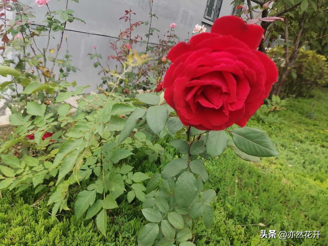 公文写作与修改,公文写作修改标题并说明理由