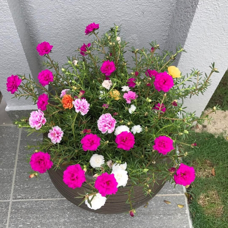 夏天养3种花，必须“心狠手辣”！风吹日晒多淋雨，呼呼开爆花！