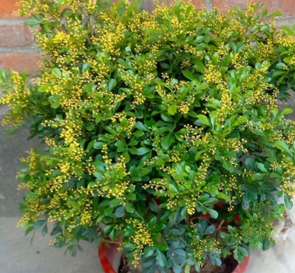 阳光照射短花期长又好养的花,7种漂亮的花喜阴怕阳光