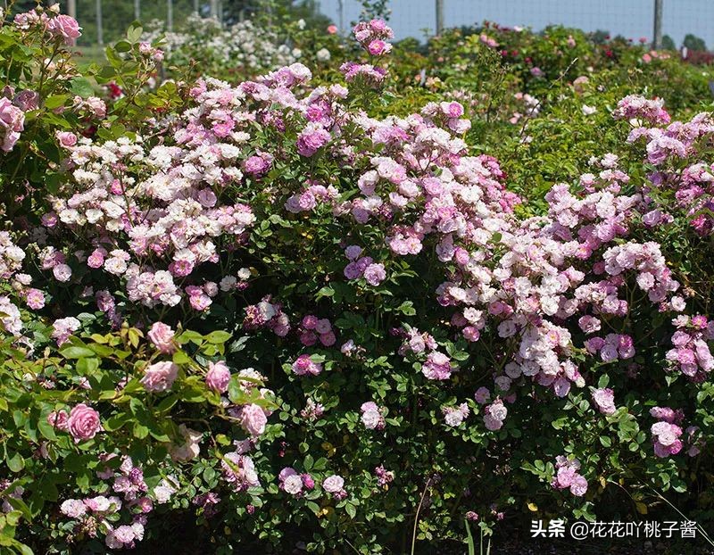 2019月季新品种金奖,超新品月季有哪些品种