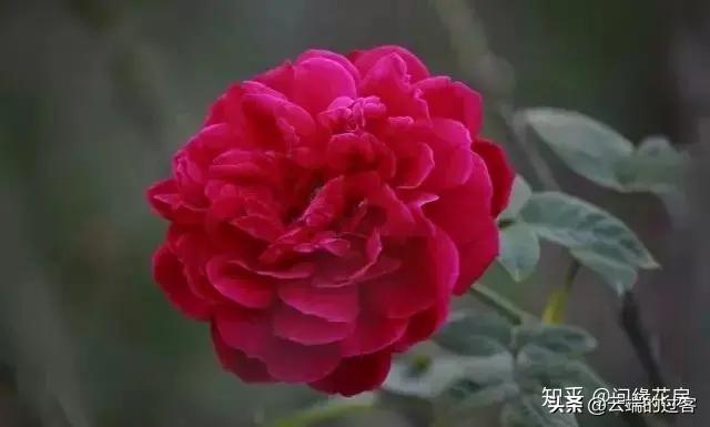 1到99朵玫瑰的含义图片,1到99朵玫瑰花语是什么