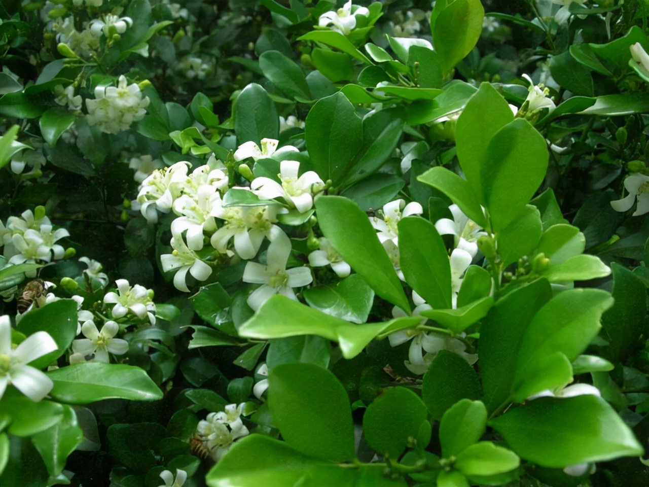 室内香味持久的花卉九里香,水养植物开花九里香