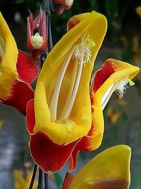 罕见漂亮的鲜花,全球最漂亮的鲜花