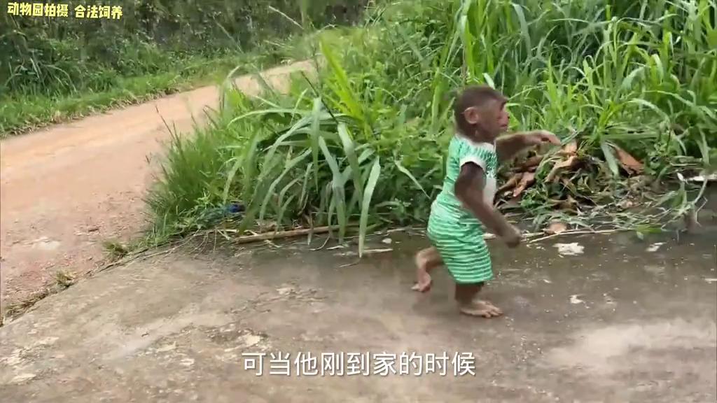 小猴子把牛弄丢了,小猴子贪玩引发悲剧