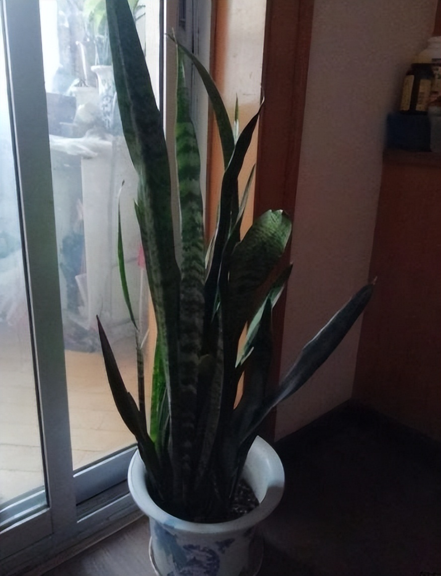 养时间长的绿萝还能吸甲醛吗,绿萝吸收甲醛怎么样才能养活