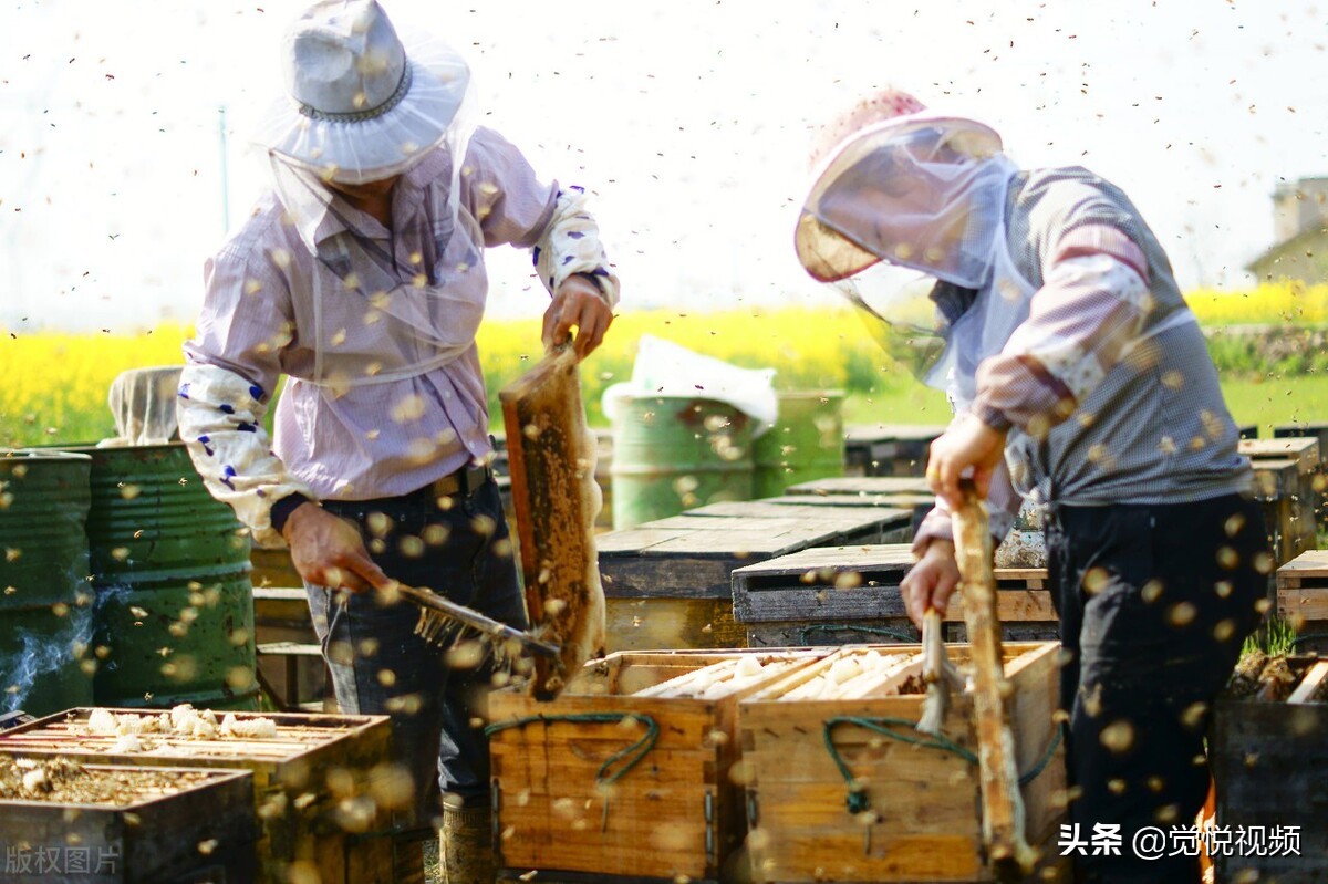 蜜蜂会不会主动攻击,蜜蜂会不会主动攻击人
