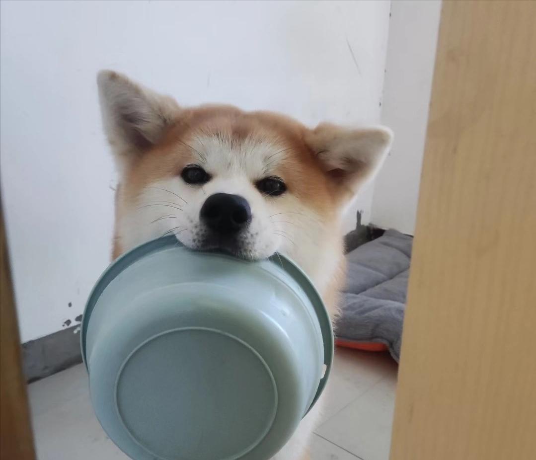 亲身经历养秋田犬,为啥不建议养秋田犬