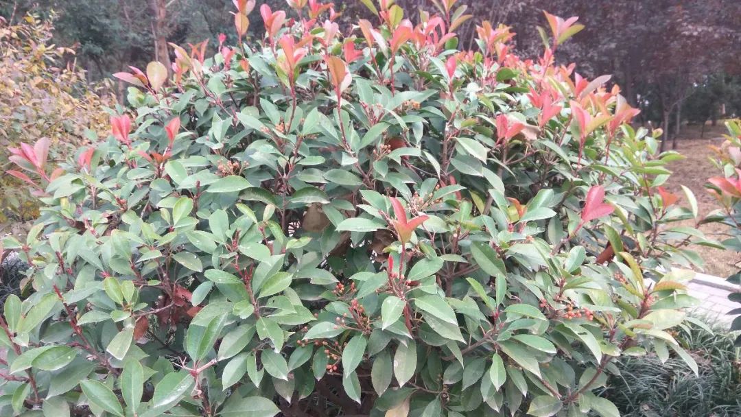 石楠花为什么种那么多,石楠花那么臭为什么还大面积种植